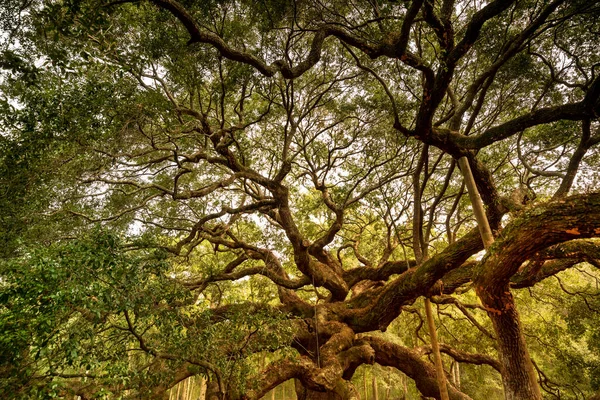 7 Cara Menakjubkan Pohon Oak Membantu Lingkungan