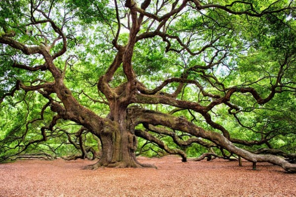 8 Tips Untuk Lansekap Indah Di Bawah Pohon Ek