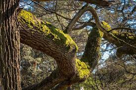 Fakta Menyenangkan Pohon Oak Langsung