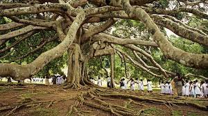 Pohon Oak: Raja Keanekaragaman Hayati