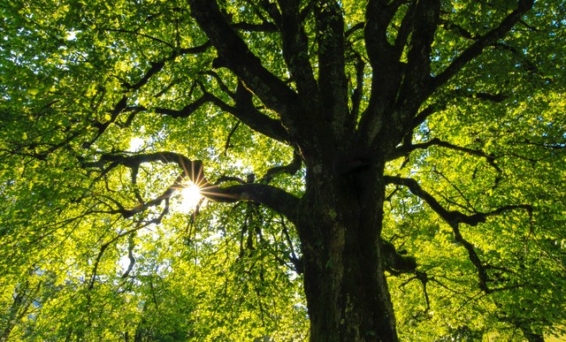 Umur Rata-Rata dan Siklus Pohon Ek: Yang Perlu Anda Ketahui