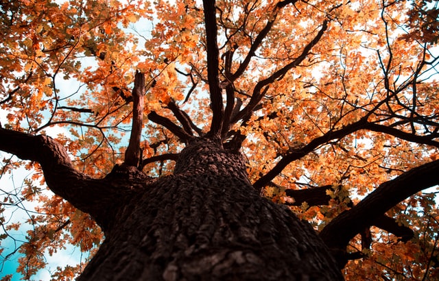 10 Jenis Pohon Ek Yang Bisa Anda Tanam Di Halaman Rumah Anda