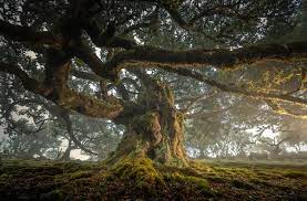 Oak Tree: Simbolisme, Informasi dan Petunjuk Penanaman