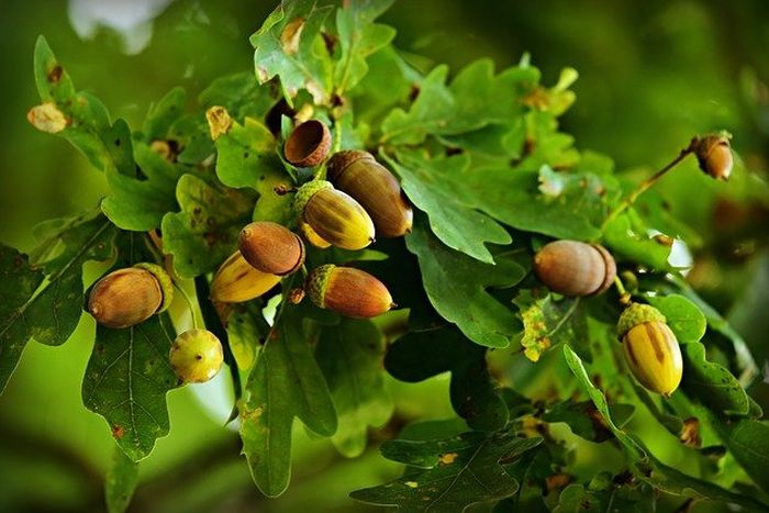 10 Fakta Menarik Tentang Pohon Oak