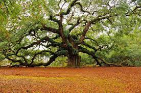 Red Oak Tree: informasi dan fakta tentang pohon yang indah dan berapi-api ini
