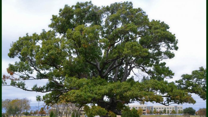Fakta Menyenangkan Tentang Pohon Oak