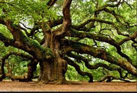 Pohon Ek Langka Ini Diperkirakan Telah Punah Selama Lebih Dari Satu Dekade