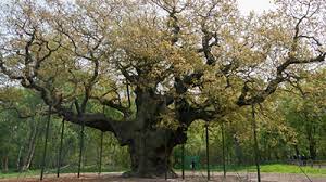 6 Jenis Pohon Ek Berumur Panjang di Dunia