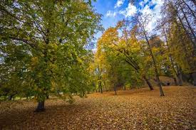 Musim Panas Pepohonan di Arboretum: Red Oak